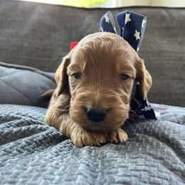 Goldendoodle Puppies from Doodifuldoods
