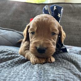 Goldendoodle Puppies from Doodifuldoods