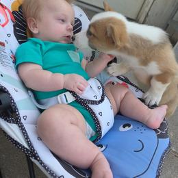 Rafiki - Sable female Pembroke Welsh Corgi puppy in Saint John, Washington from Fuzzbutt Farm's Corgis