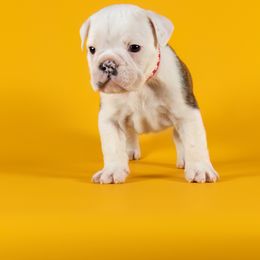 Bulldog Puppies from Darcy Dunn
