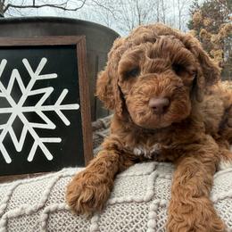 Ellie - Red female Labradoodle puppy in English, Indiana from Doodle Darlings