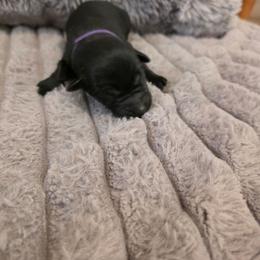 Purple - Black female Labrador Retriever puppy in Bartlett, Tennessee from Red Hearts Labradors