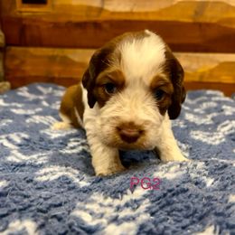 PG2 - Red and white female English Springer Spaniel puppy in Britton, South Dakota from K&S Canines