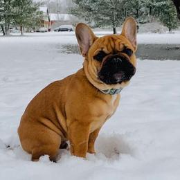 French Bulldog Puppies from Legend French Bulldogs
