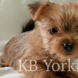 Yorkshire Terriers from Kim's Yorkshire Terriers