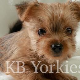 Yorkshire Terriers from Kim's Yorkshire Terriers