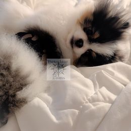 Chief - Pomeranian