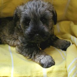 Miniature Schnauzer Puppies from Lamb's Little Loves