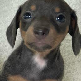 Honey - Blue and tan female Dachshund puppy in Long Beach, California from Mini Dachshund Pups LB