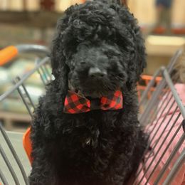 Bernedoodle and Goldendoodle Puppies from Beach Creek Kennel