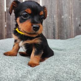 Mr. Yellow - Black and tan male Yorkshire Terrier puppy in Woodway, Texas from The Yorkie Empire