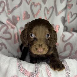 Dachshund, Shih Tzu, and Yorkshire Terrier Puppies from Happy Hounds and More🐾