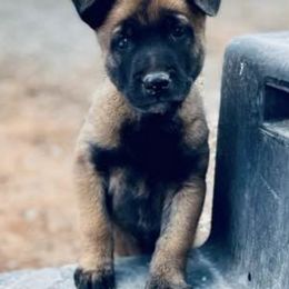 Belgian Malinois from Bailie’s Six Dog Ranch