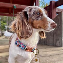 Nala - Dachshund