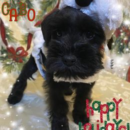 Miniature Schnauzer Puppies from Amaya Lara Schnauzers