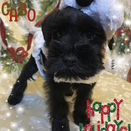 Miniature Schnauzer Puppies from Amaya Lara Schnauzers