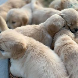 Golden Retriever Puppies from Big Rock Goldens