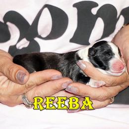 Toy Shetland Sheepdog puppies from Mountain High Kennels