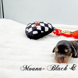 Moana - Black and cream female Dachshund puppy in Prairieville, Louisiana from Southern Barron Danes & Dachshunds