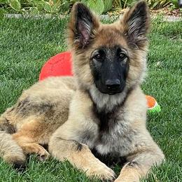 German Shepherds from Alexadelhuis