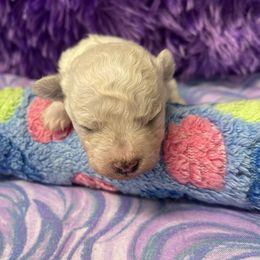 Cyprus - White male Bichon Frise puppy in Clearwater, Florida from Cambeas Puppies