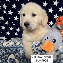 Charlie Boy 1 - Golden male Golden Retriever puppy in Niles, Michigan from Family Raised Goldens