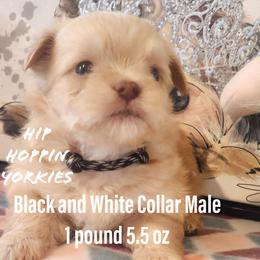 Yorkshire Terrier Puppies from Hip Hoppin Yorkies