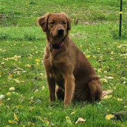 Ziyla - Golden Retriever