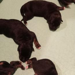 German Shepherd Puppies from Duke AKC Shepherds