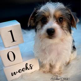 Parti' boy - Parti male Yorkshire Terrier puppy in Machesney Park, Illinois from Three Yorkie Family