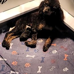 Yarrow - Poodle