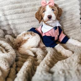 Goldendoodle Puppies from The W Doods