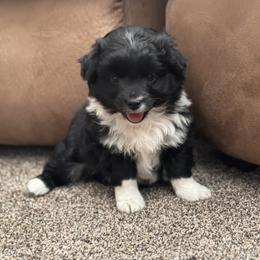 Boy 3 - Black and white male Aussiedoodle puppy in Junction, Utah from Sugar Doodles