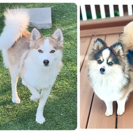 Pomsky puppies from Blue Water Pomskies