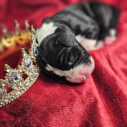Princess Charlette - Mantle female Great Dane puppy in Brookings, South Dakota from Debonair Danes