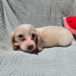 Henry - Piebald male Dachshund puppy in Tuscaloosa, Alabama from Watermelon Doxies