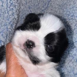 Ferrari - Black and white male Shih Tzu puppy in San Tan Valley, Arizona from My Puppy Tzu