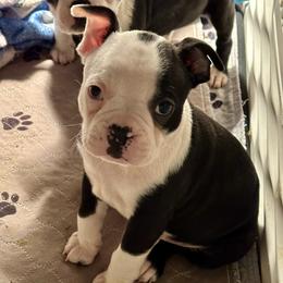 Boy 1 - Black and white male Boston Terrier puppy in Georgia from KD’s K9 Oasis