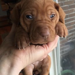 Vizslas from Vizslas Unleashed
