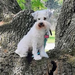 Padme - Miniature Schnauzer