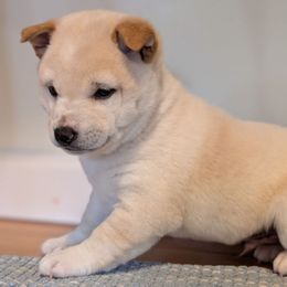 Alex - Red male Shiba Inu puppy in Warren County, New Jersey from Yellow Gate Kennel