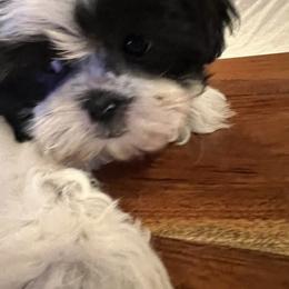 Sparkle - Black and white female Shih Tzu puppy in Englewood, New Jersey from Sincerely Paws
