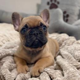 Girl 1 - Fawn female French Bulldog puppy in Miami, Florida from Oceanside French Bulldogs