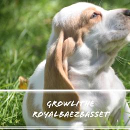 Basset Hound Puppies from Royal Baez Basset