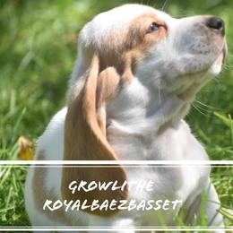 Basset Hound Puppies from Royal Baez Basset