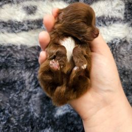 Pomeranian Puppies from One Moore Pom