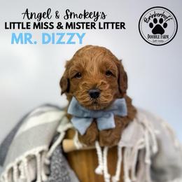 Boy 2 - Red  male Goldendoodle puppy in Anderson, South Carolina from Brinkerhoff Doodle Farm