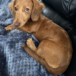 Dachshund All Grown Up from Pine Grove Doxies