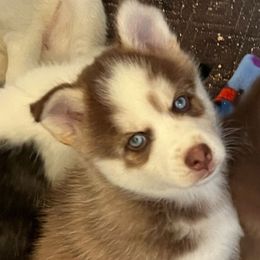 Dakoda - Red and white male Pomsky puppy in Sacramento, California from 916 Pomskies