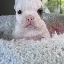 Coco - Black and white male French Bulldog puppy in St. Cloud, Florida from M & A Frenchies